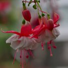 Japanese Fuchsia Bonsai Garden Balcony Bonsai Lanterns Flowers - 100 Seeds Japanese Fuchsia Bonsai Garden Balcony Bonsai Lanterns Flowers - 100 Seeds