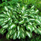 Japanese Hosta Perennials 6 Colors Available -b 200 Seeds