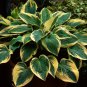 Japanese Hosta Perennials 6 Colors Available -b 200 Seeds