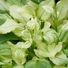 Japanese Hosta Seeds Milky White Ornamental Leaves - 200 Seeds