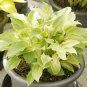 Japanese Hosta Seeds Milky White Ornamental Leaves - 200 Seeds