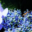 Japanese Hydrangea Flower - 100 Seeds