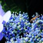 Japanese Hydrangea Flower - 100 Seeds
