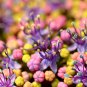 Japanese Hydrangea Flower - 100 Seeds