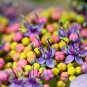 Japanese Hydrangea Flower - 100 Seeds