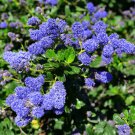 Japanese Lilac Plant indor Plants Lilac Clove Flower Potted Plant - 100 Seeds