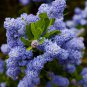 Japanese Lilac Plant indor Plants Lilac Clove Flower Potted Plant - 100 Seeds
