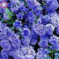 Japanese Lilac Plant indor Plants Lilac Clove Flower Potted Plant - 100 Seeds