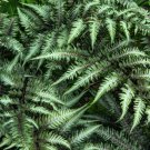 Japanese Painted Fern Light Greyish Green Leaves - 100 Seeds