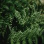 Japanese Painted Fern Light Greyish Green Leaves - 100 Seeds