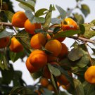 Japanese Persimmon Plants Persimmon Fruit Tree Seeds Big Red Fruits - 5 Seeds Japanese Persimmon Plants Persimmon Fruit Tree Seeds Big Red Fruits - 5 Seeds