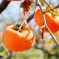 Japanese Persimmon Plants Persimmon Fruit Tree Seeds Big Red Fruits - 5 Seeds