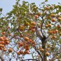 Japanese Persimmon Plants Persimmon Fruit Tree Seeds Big Red Fruits - 5 Seeds