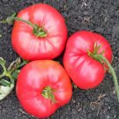 Japanese Pink Little Tomato 'Peach' Organic - 300 Seeds Japanese Pink Little Tomato 'Peach' Organic - 300 Seeds