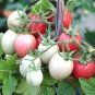 Japanese Pink Little Tomato 'Peach' Organic - 300 Seeds