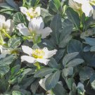 Japanese Potted Helleborus Plant - 20 Seeds