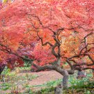 Japanese Red Maple Bonsai Tree Cheap - 20 Seeds