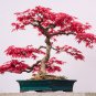 Japanese Red Maple Bonsai Tree Cheap - 20 Seeds
