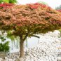 Japanese Red Maple Bonsai Tree Cheap - 20 Seeds