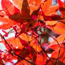 Japanese Red Maple Tree - 20 Seeds Japanese Red Maple Tree - 20 Seeds