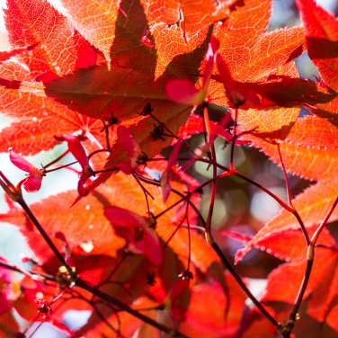 Japanese Red Maple Tree - 20 Seeds