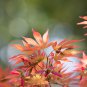 Japanese Red Maple Tree - 20 Seeds
