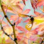 Japanese Red Maple Tree - 20 Seeds