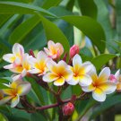 Japanese Style Plumeria Plant Potted Bonsai - 100 Seeds Japanese Style Plumeria Plant Potted Bonsai - 100 Seeds