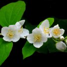 Jasmine seeds indoor plants perennial flower - 20 Seeds Jasmine seeds indoor plants perennial flower - 20 Seeds