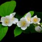 Jasmine seeds indoor plants perennial flower - 20 Seeds