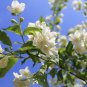 Jasmine seeds indoor plants perennial flower - 20 Seeds