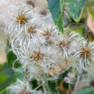 Jasminiodes White Shrub Flower - 20 Seeds Jasminiodes White Shrub Flower - 20 Seeds