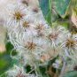 Jasminiodes White Shrub Flower - 20 Seeds