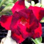 'Ji Yu' Adenium Desert Rose Bonsai - 2 Seeds