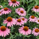 'Jiguan' Purple Echinacea Coneflower - 100 Seeds 'Jiguan' Purple Echinacea Coneflower - 100 Seeds