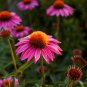 'Jiguan' Purple Echinacea Coneflower - 100 Seeds