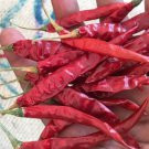 Jintai jin Jiao 1.0 Red Pod Pepper Chili Vegetable - 5 Seeds Jintai jin Jiao 1.0 Red Pod Pepper Chili Vegetable - 5 Seeds