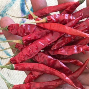 Jintai jin Jiao 1.0 Red Pod Pepper Chili Vegetable - 5 Seeds