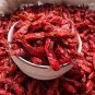 Jintai jin Jiao 1.0 Red Pod Pepper Chili Vegetable - 5 Seeds