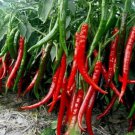 Jintai Red Line Pepper (green line, jinjiao 1.0 F1, pig intestines pepper) - 100 Jintai Red Line Pepper (green line, jinjiao 1.0 F1, pig intestines pepper) - 100