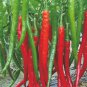 Jintai Red Line Pepper (green line, jinjiao 1.0 F1, pig intestines pepper) - 100