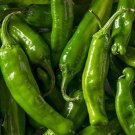Jintai Thin Skin Early Maturing Big Pepper Vegetables - 1000 Seeds Jintai Thin Skin Early Maturing Big Pepper Vegetables - 1000 Seeds