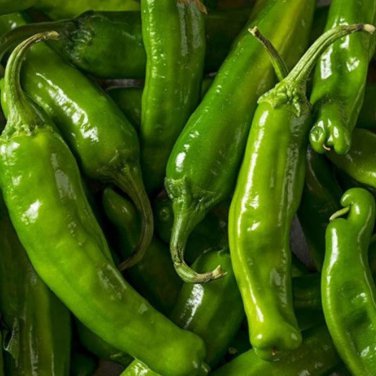 Jintai Thin Skin Early Maturing Big Pepper Vegetables - 1000 Seeds