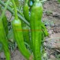 Jintai Thin Skin Early Maturing Big Pepper Vegetables - 1000 Seeds