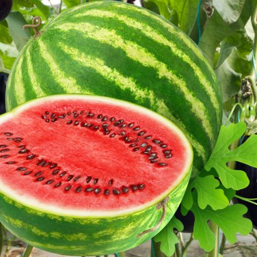 Jubilee Red Mushy Big Sweet Watermelon - 20 Seeds