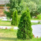 Juniperus Chinensis Tree Semente Plant Chinese Dragon Arborvitae - 120 Seeds