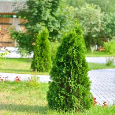 Juniperus Chinensis Tree Semente Plant Chinese Dragon Arborvitae - 120 Seeds