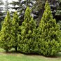 Juniperus Chinensis Tree Semente Plant Chinese Dragon Arborvitae - 120 Seeds
