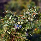 Juniperus Communis - 50 Seeds