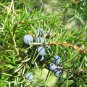 Juniperus Communis - 50 Seeds